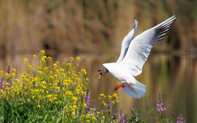 Lachmöwe - Black-headed Gull - #9329