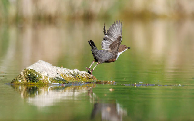 Wasseramsel - Dipper