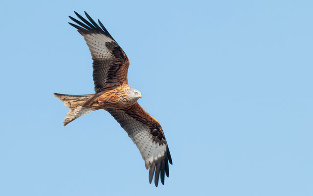 Rotmilan - Red Kite - #3417