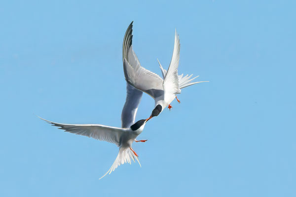 Flußseeschwalben im Balzflug - Common Terns in mating flight - #1769