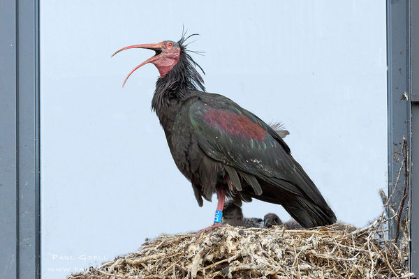 Waldrapp-Mutter Rupert Nr. 297 - Bald Ibis Mother - #3292