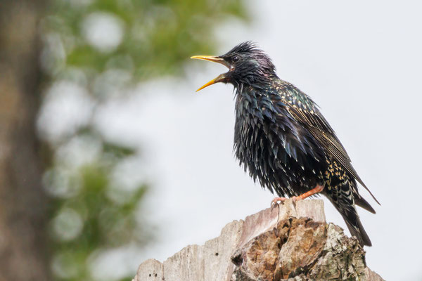 Star - Starling - #3624
