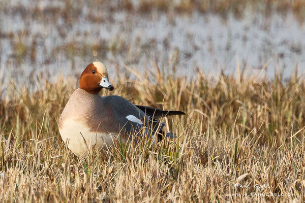 Pfeifente Männchen - Eurasian Wigeon Male - #4467