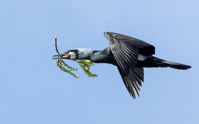 Kormoran - Great Cormorant - #1004