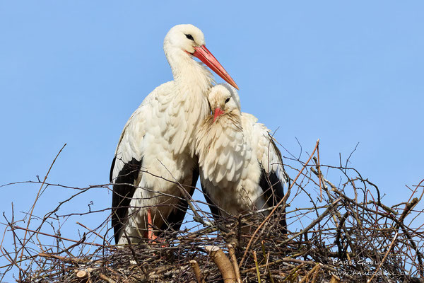 Weißstörche - White Storks - #7255