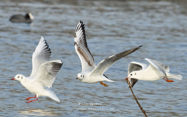 Lachmöwen - Black-headed Gulls #3803