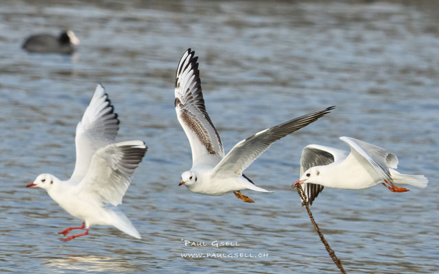 Lachmöwen - Black-headed Gulls #3803