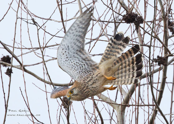 Turmfalke beim Abflug von Baum - Kestrel - #4544