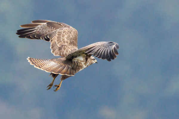 Mäusebussard - Common Buzzard - #2092