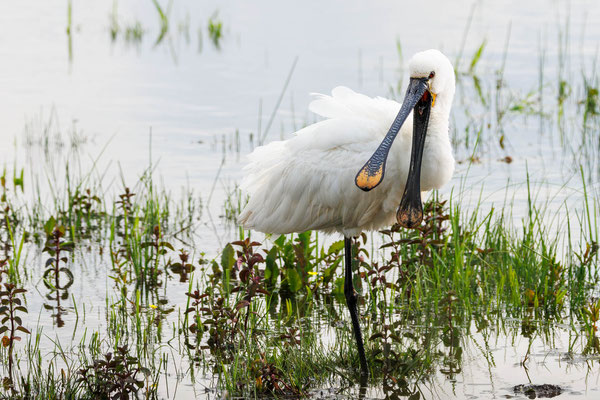 Löffler - Eurasian Spoonbill - #7190
