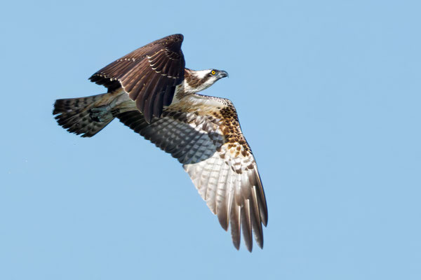 Fischadler - Osprey - #4559
