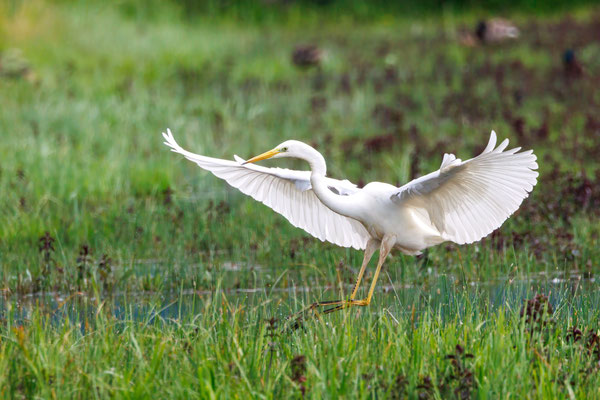 Silberreiher - Great White Egret - #0316