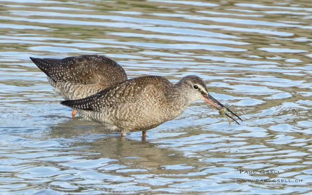 Dunkle Wasserläufer - Spotted Redshanks - #3632