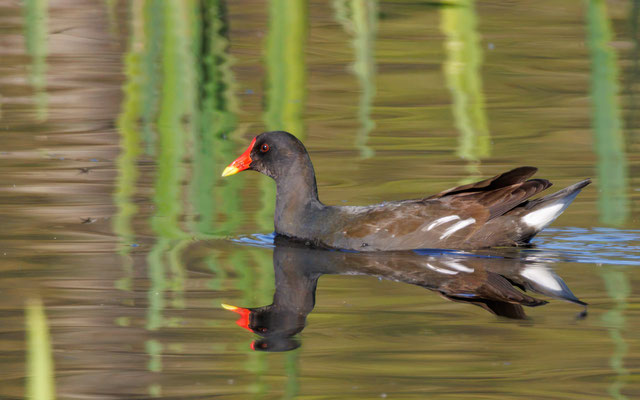 Teichhuhn - Common Moorhen - #0041
