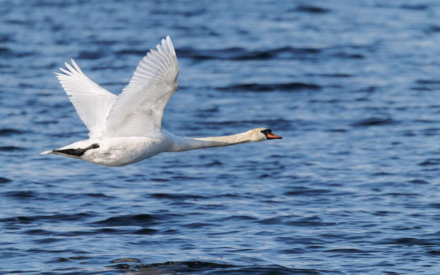 Höckerschwan - Mute Swan - #9088