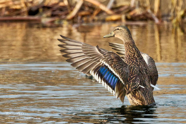 Stockente Weibchen - Mallard Female - #1382