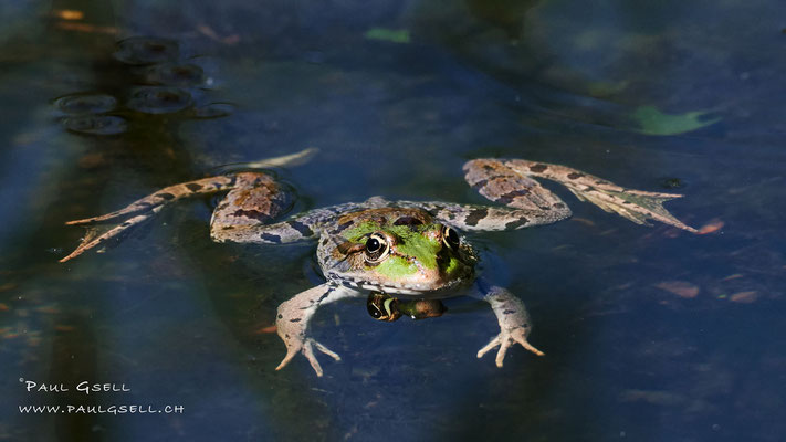 Wasserfrosch - Water Frog - #9032