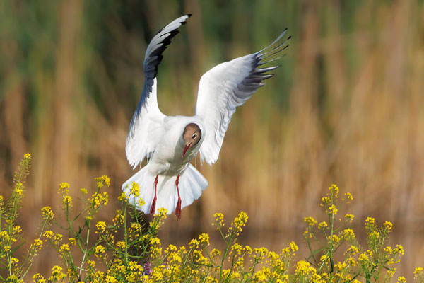 Lachmöwe - Black-headed Gull - #9475