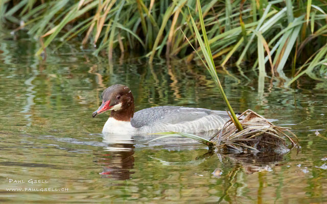 Gänsesäger -  Common Merganser - #1357