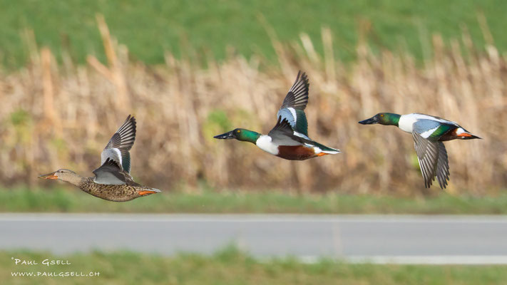Löffelenten - Northern Shovelers - #5994