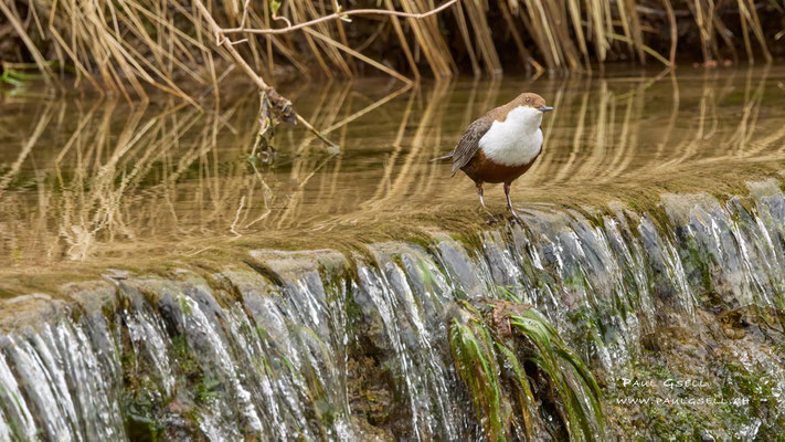 Wasseramsel - White Throated Dipper - #8562
