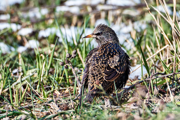 Star - Common Starling - #7636