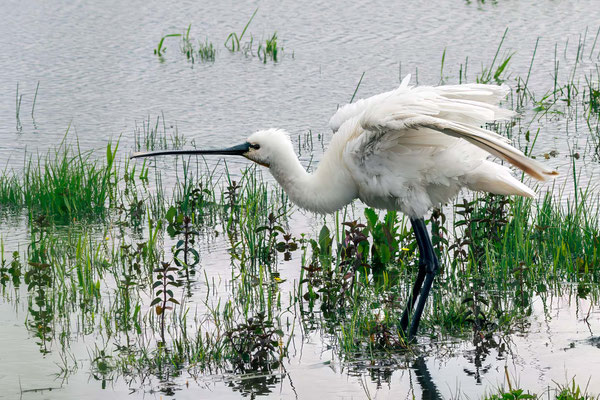 Löffler - Eurasian Spoonbill - #7222