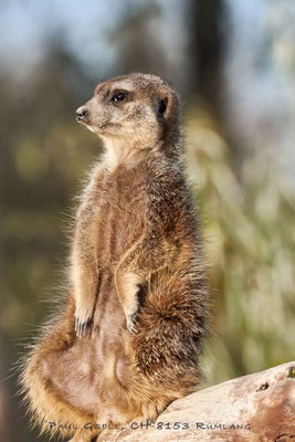 Erdmännchen im Zoo Zürich - Meerkat - #5970
