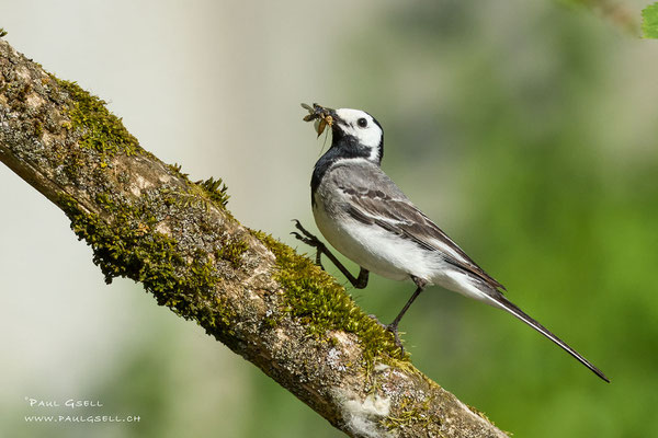Bachstelze - White Wagtail - #1519