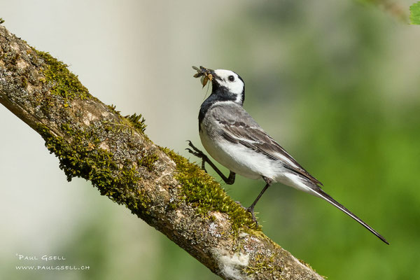 Bachstelze - White Wagtail - #1519