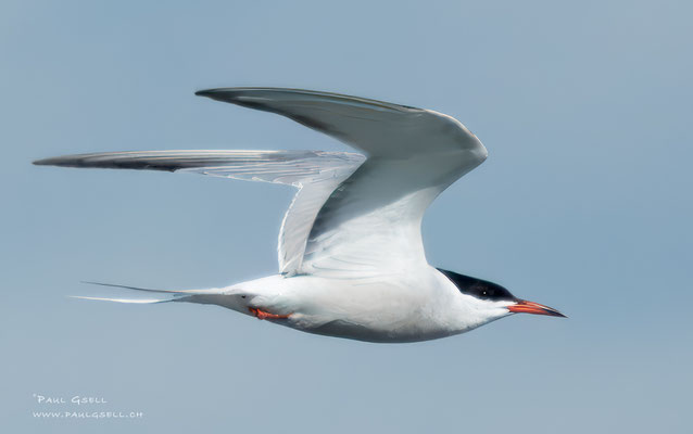 Flussseeschwalbe - Common Tern- #2486