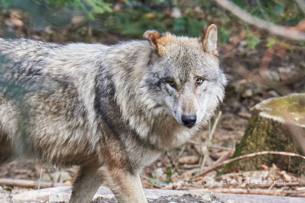 Wolf im Tierpark Langenberg - #6680