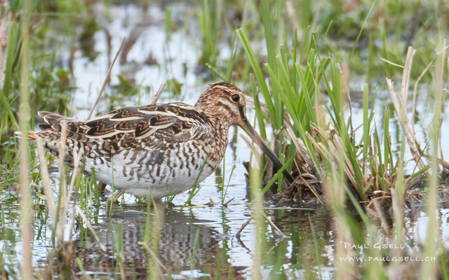 Bekassine - Common Snipe - #0822