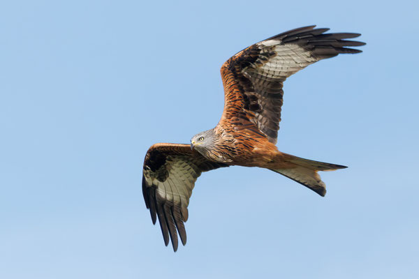 Rotmilan - Red Kite - #3014