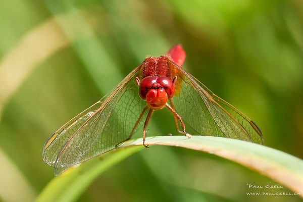 Feuerlibelle - Broad Scarlet - #2079
