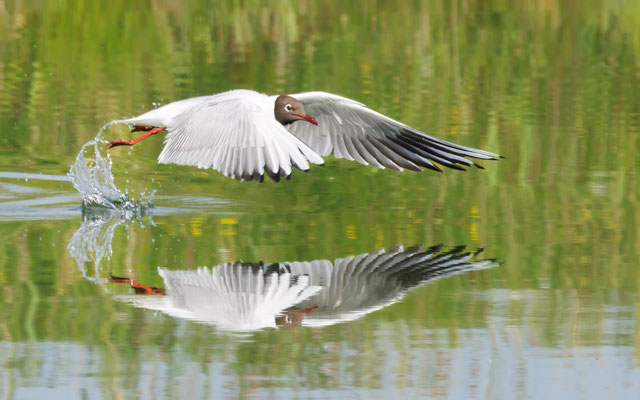Lachmöwe - Black-headed Gull - #7856