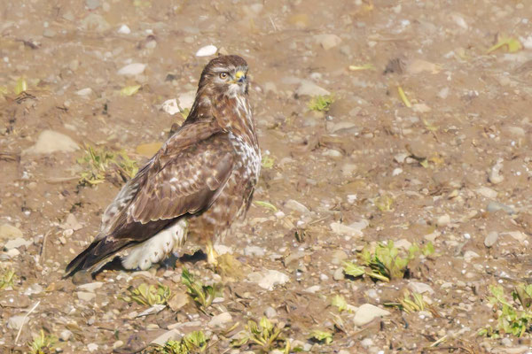 Mäusebussard - Buzzard - #5276
