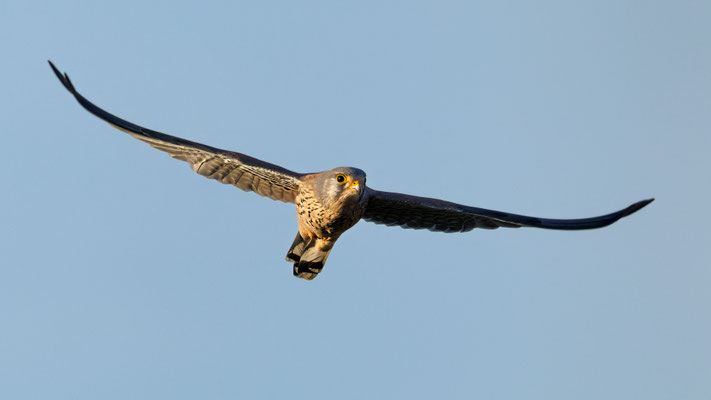 Turmfalke - Kestrel - #5659