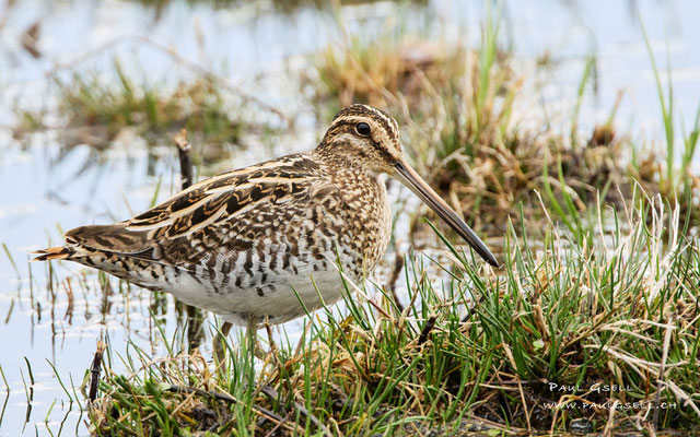 Bekassine - Common Snipe - #7342