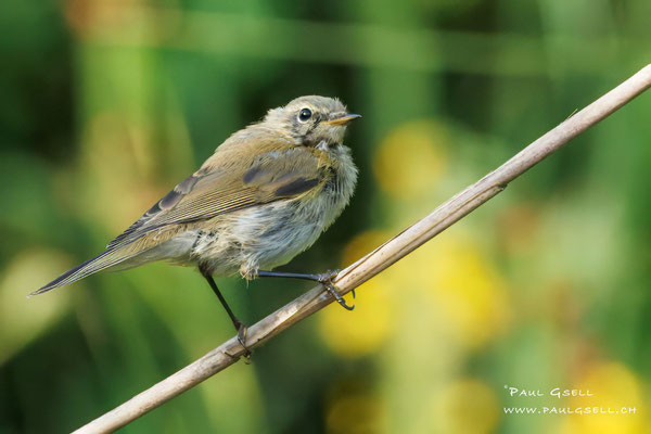 Zilpzalp - Chiffchaff - #5268