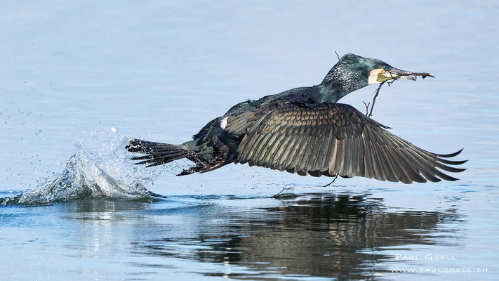 Kormoran - Great Cormorant - #5589