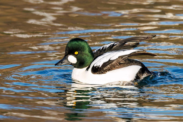 Schellente Männchen - Goldeneye Male - #4368