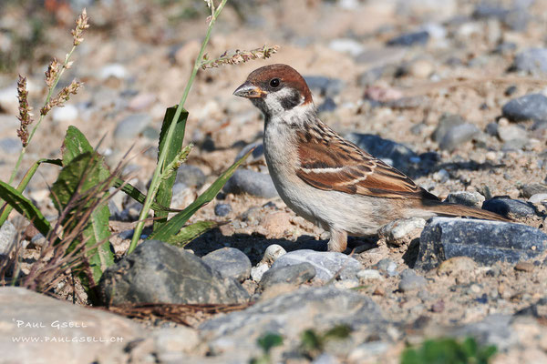 Feldsperling - Tree Sparrow - #0543