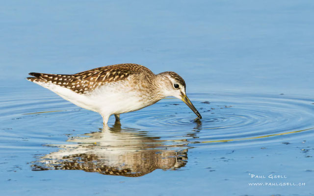Bruchwasserläufer - Wood Sandpiper - #7693