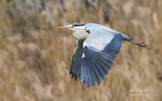 Graureiher - Grey Heron - #7936