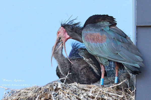 Waldrapp-Fütterung durch Vater Enea Nr. 233 - Bald Ibis Feeding - #3721