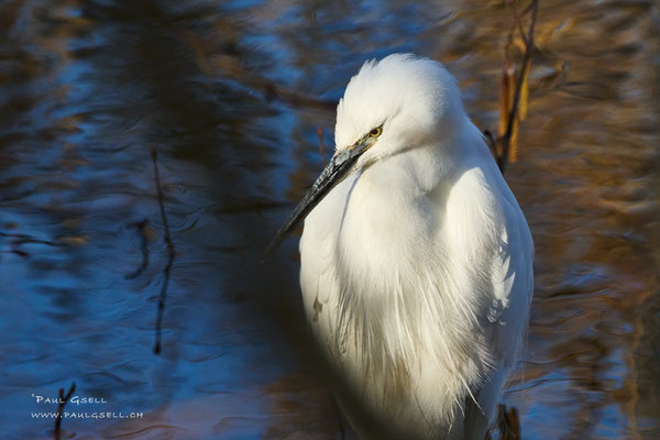 Seidenreiher - Little Egret  #2132