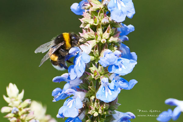 Hummel - Bumblebee - #3889
