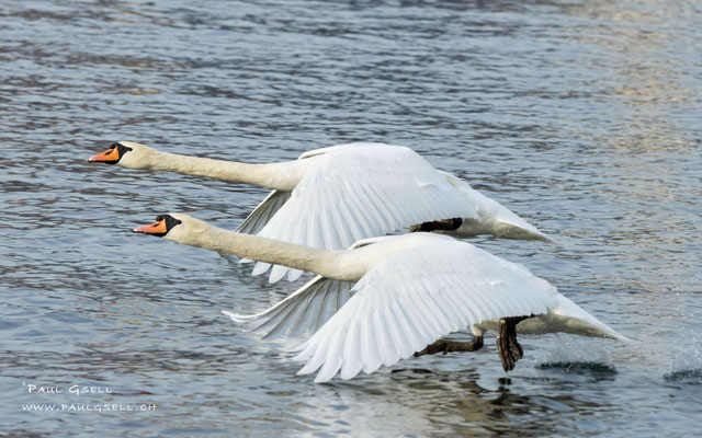 Höckerschwäne - Mute Swans - #3936