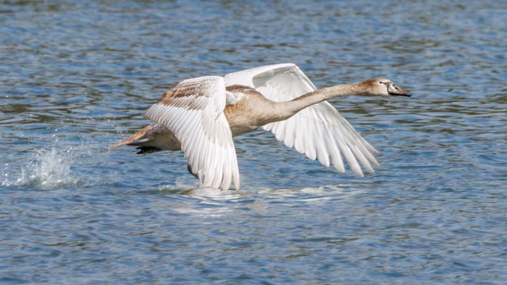 Junger Höckerschwan - Young Mute Swan - #0593
